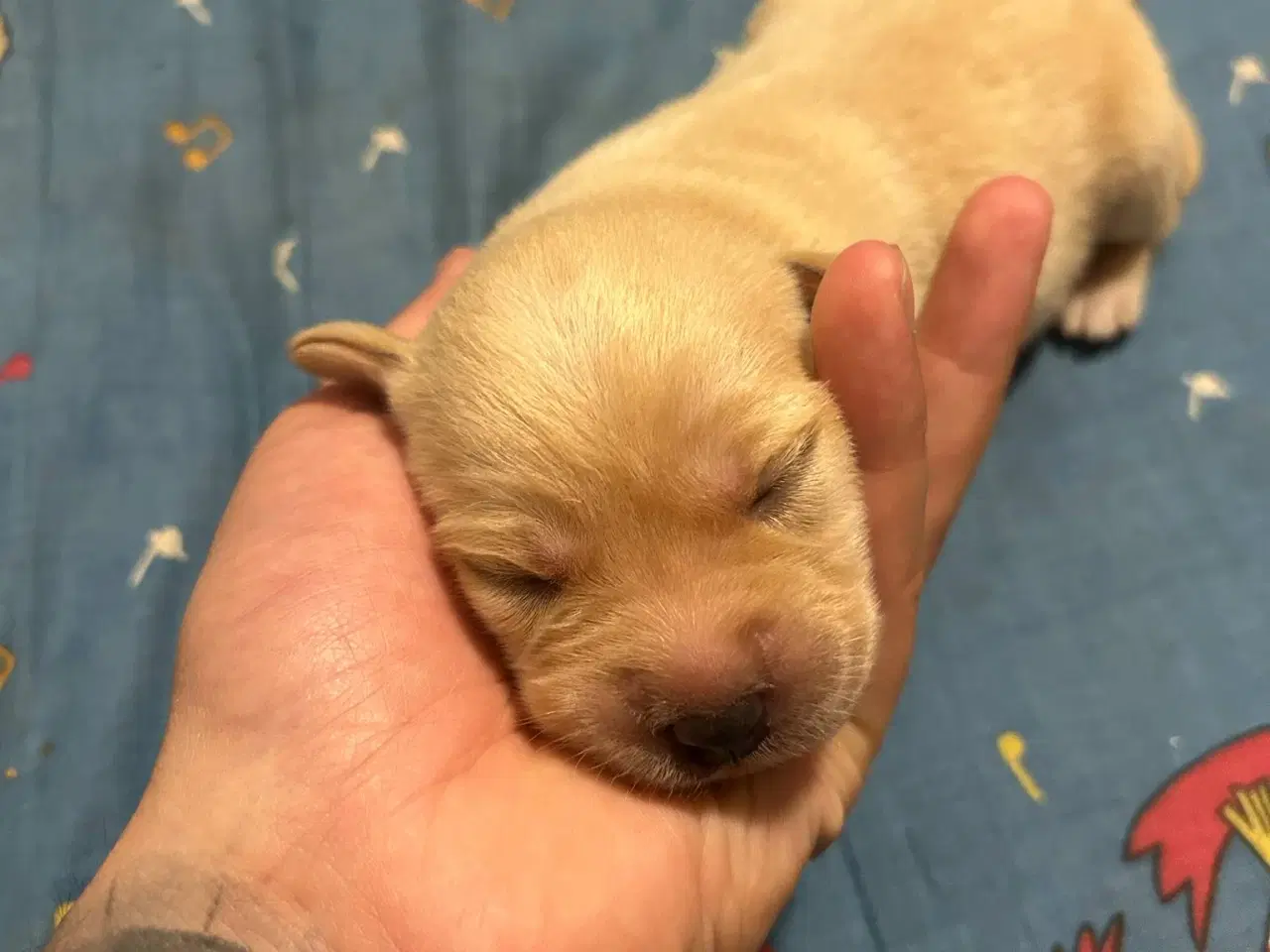 Billede 3 - Labrador Retriever