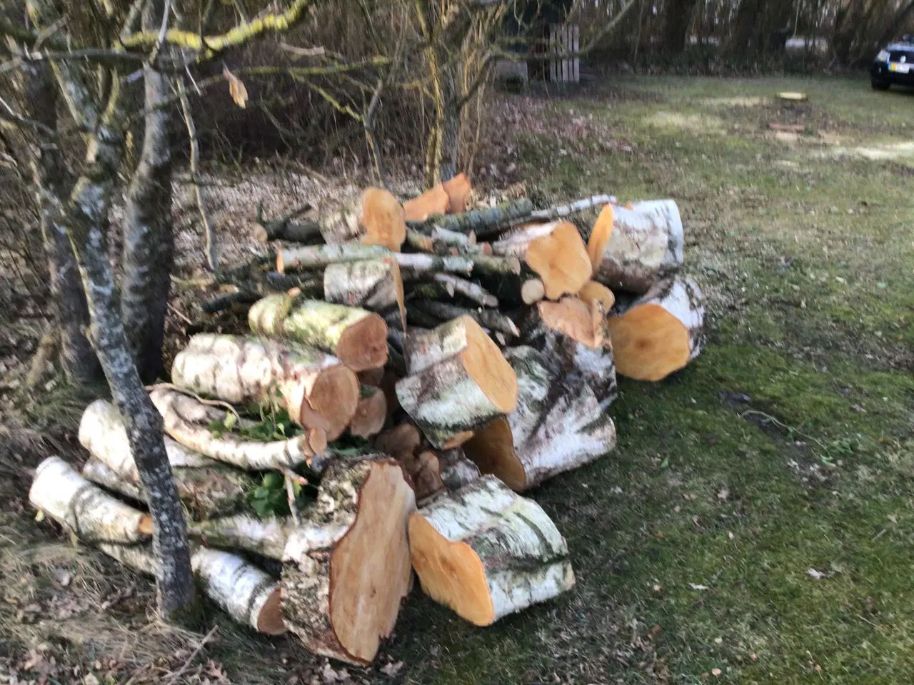 Billede 1 - Birk og eg