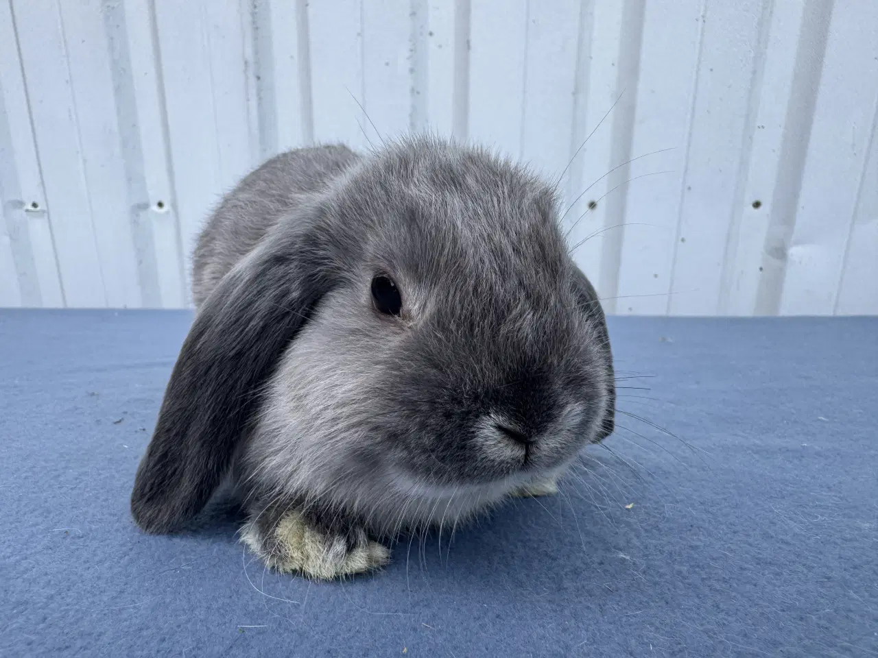 Billede 4 - 6 salgsklare Dværgvædder Hunkaniner 🐰