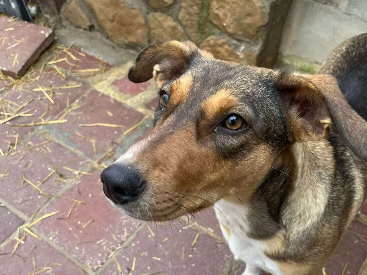 Billede 2 - Sødeste Ane søger familie 