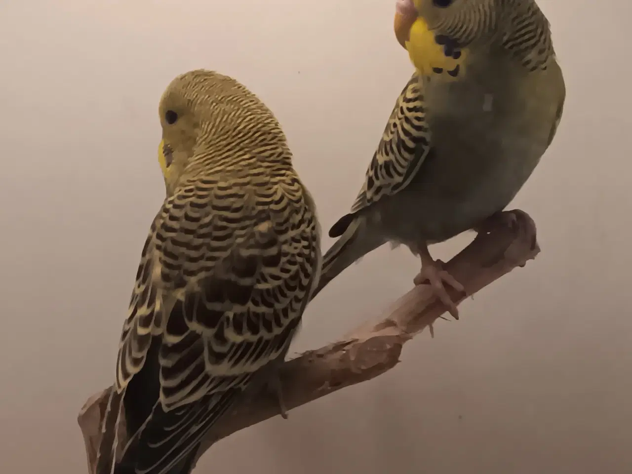 Billede 5 - Undulater unger