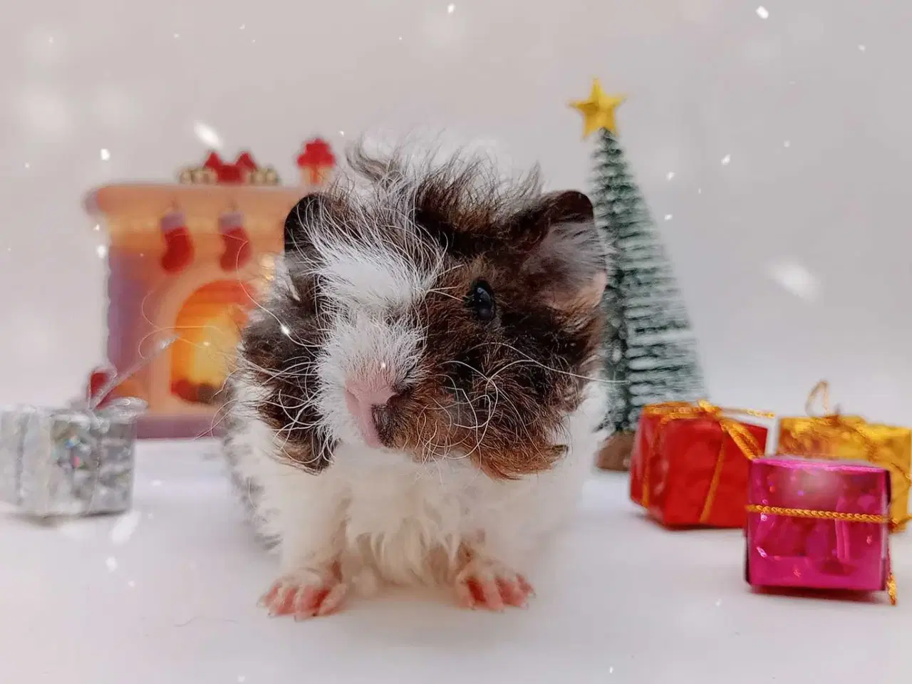 Billede 10 - DK Marinos opdræt