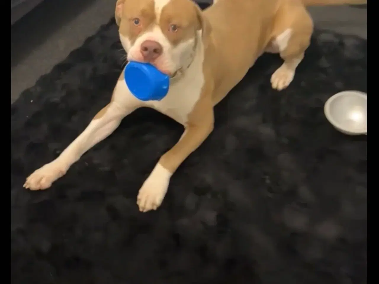 Billede 1 - American bully XL 