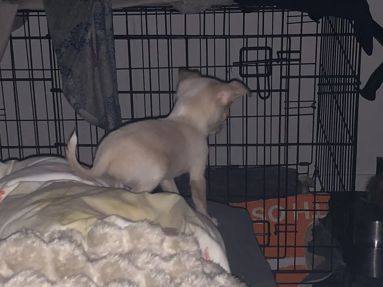 Billede 3 - Shih Tzu / Chihuahua blanding dreng