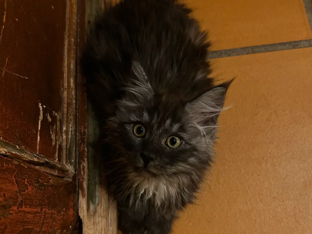 Billede 2 - Sally leder efter kærlig familie