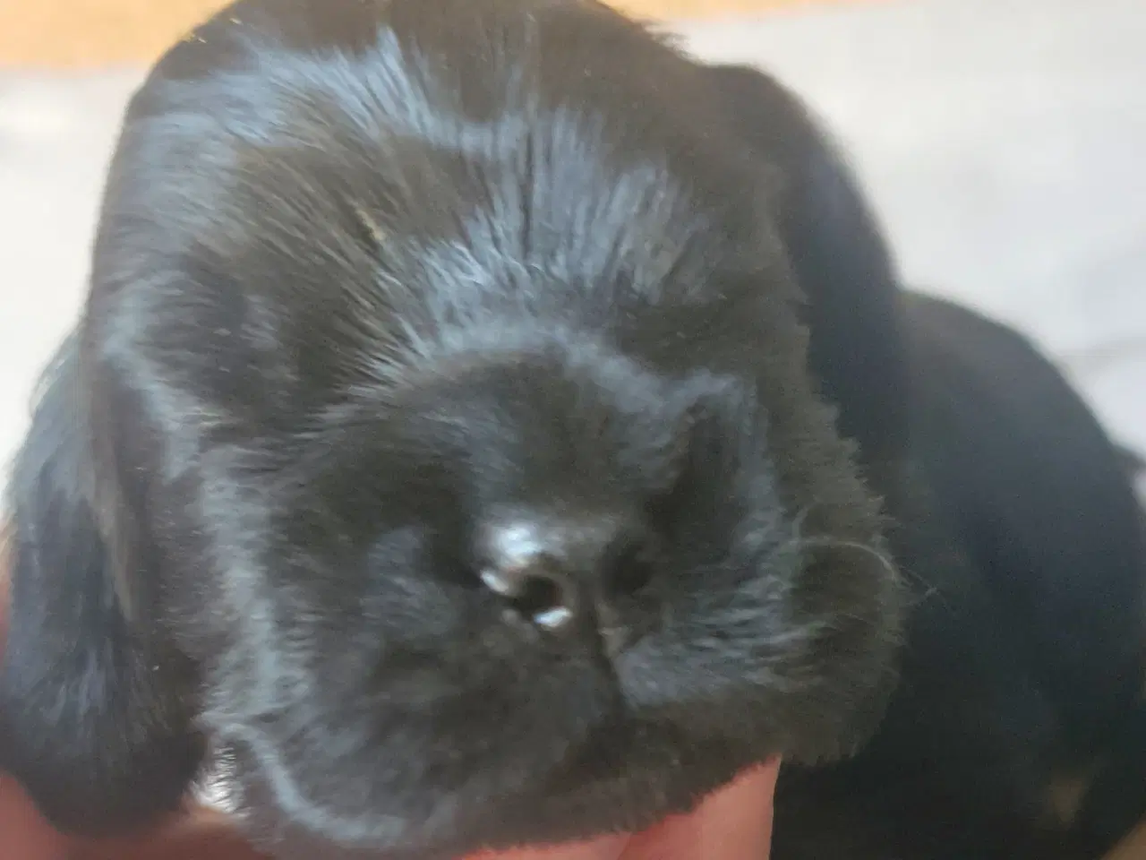 Billede 11 - Amerikansk cocker spaniel valper født 10 juni til 