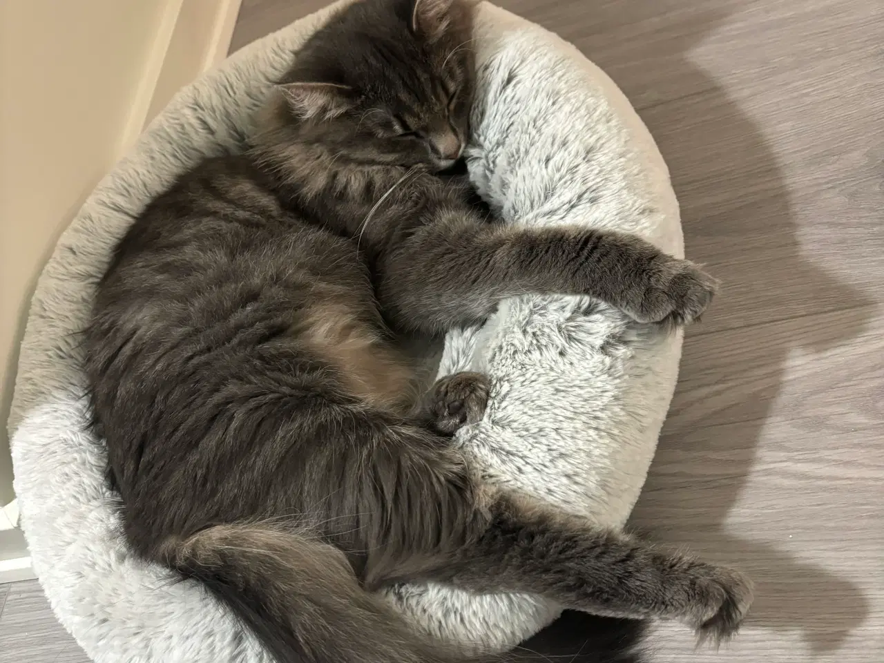 Billede 1 - Frida og Findus søger nyt hjem