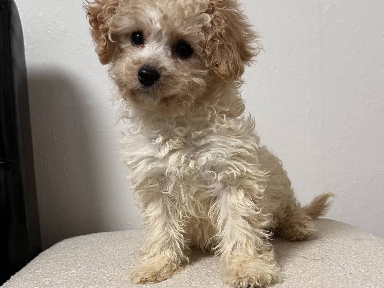 Billede 4 - Cavapoo F2B