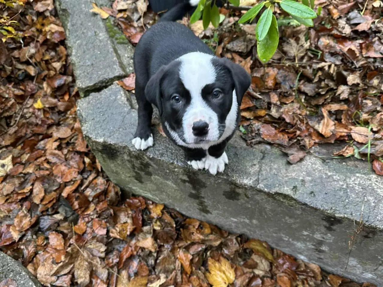 Billede 1 - Blandings Hvalpe