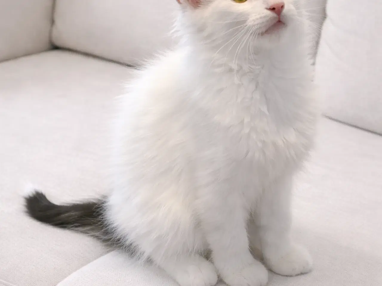 Billede 2 - Norsk skovkat