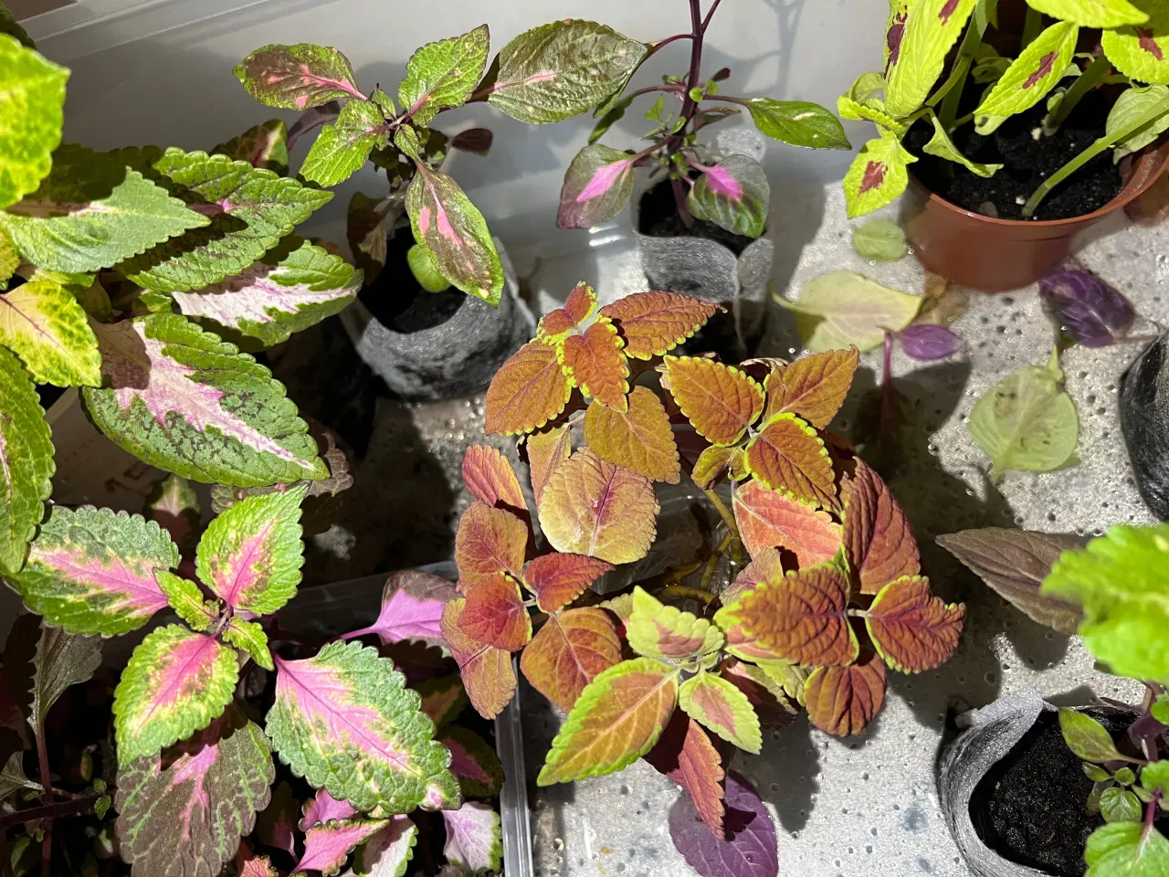 Billede 5 - Forskellige paletblad planter