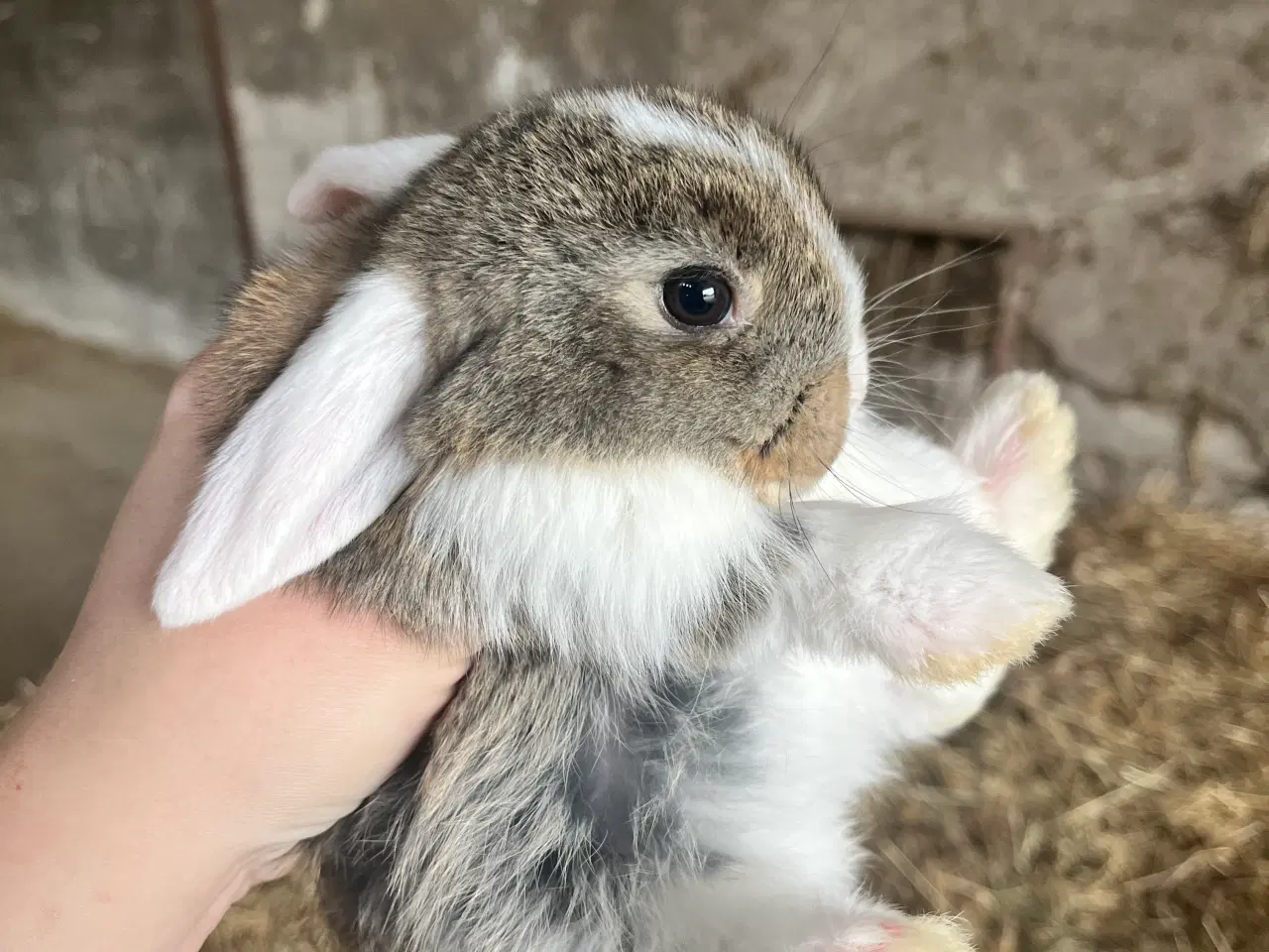 Billede 9 - Minilop på 8 uger 