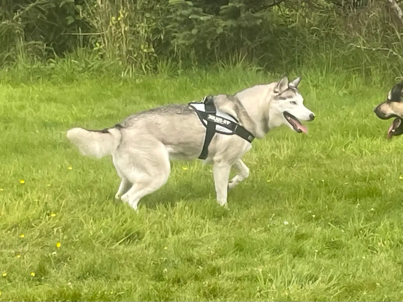 Billede 4 - Husky søger nyt hjem