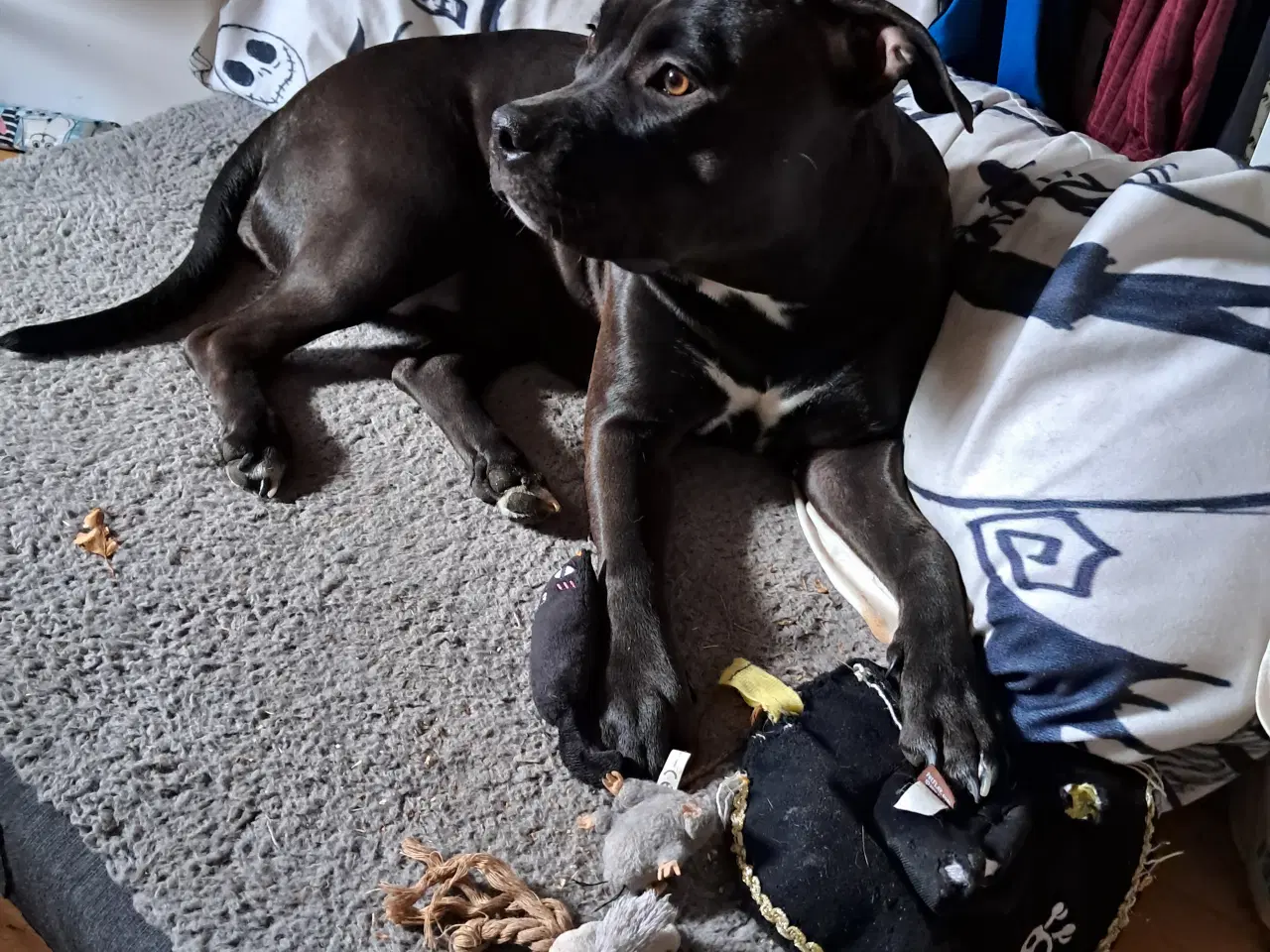 Billede 3 - Sødeste Bella søger sit for altid hjem 🥰🐕