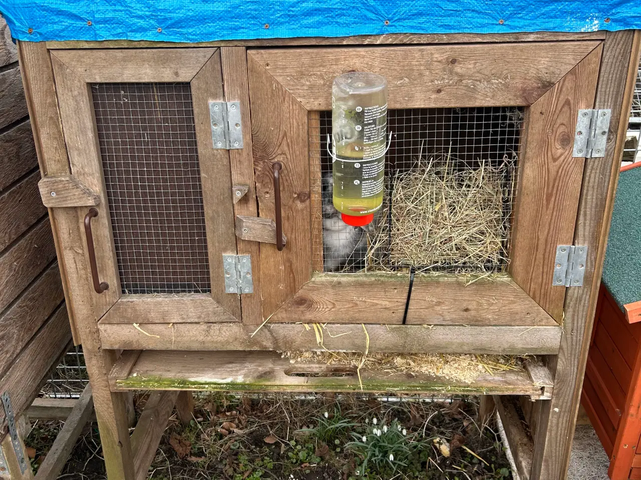 Billede 4 - Dværg Kanin