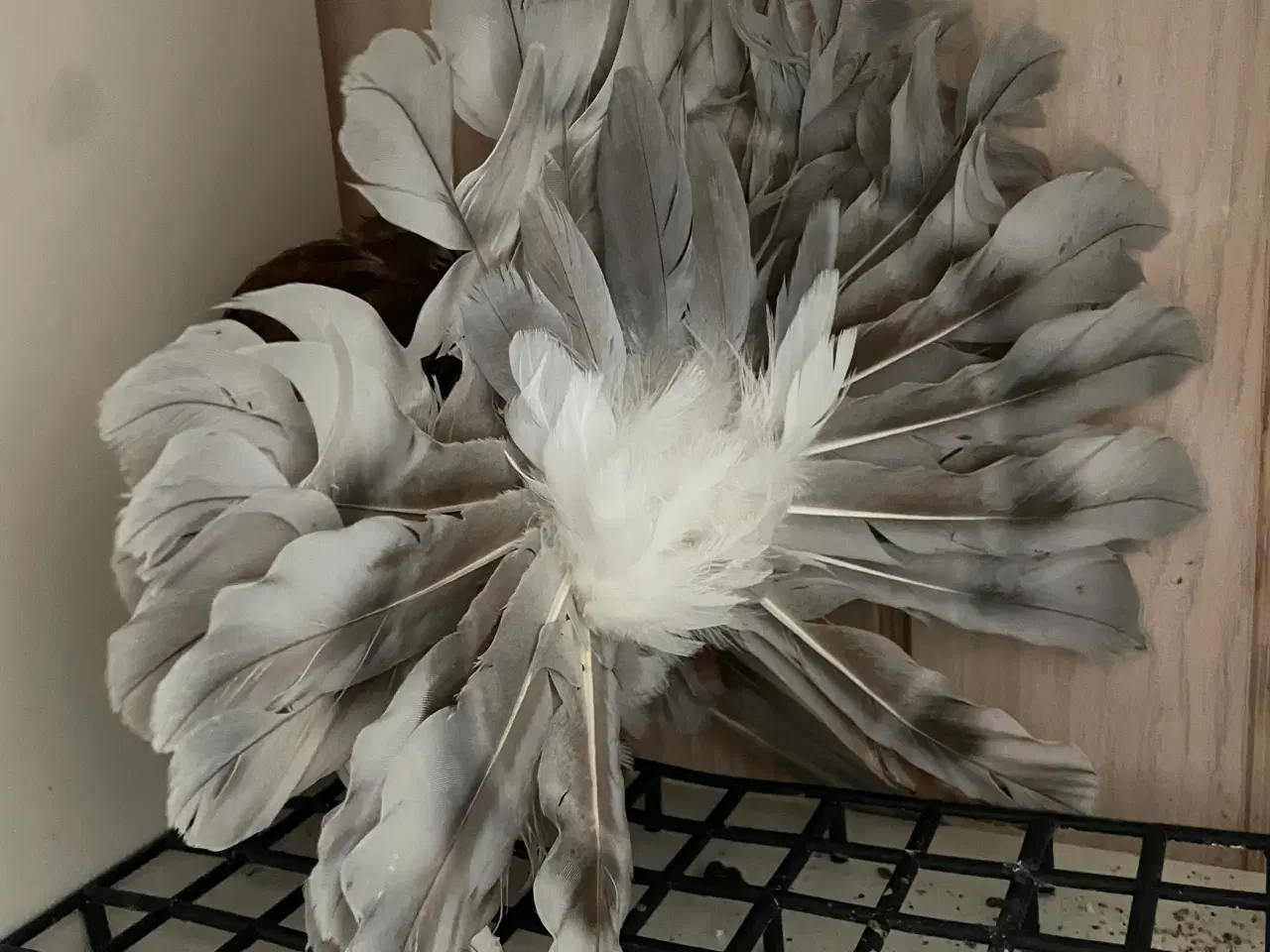 Billede 6 - Duer søger nyt hjem