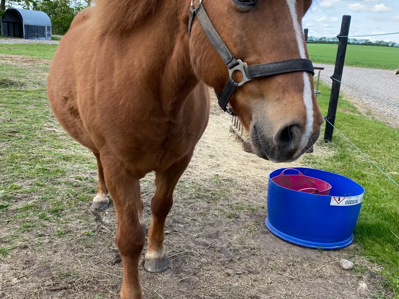 Billede 3 - Selskabs hest