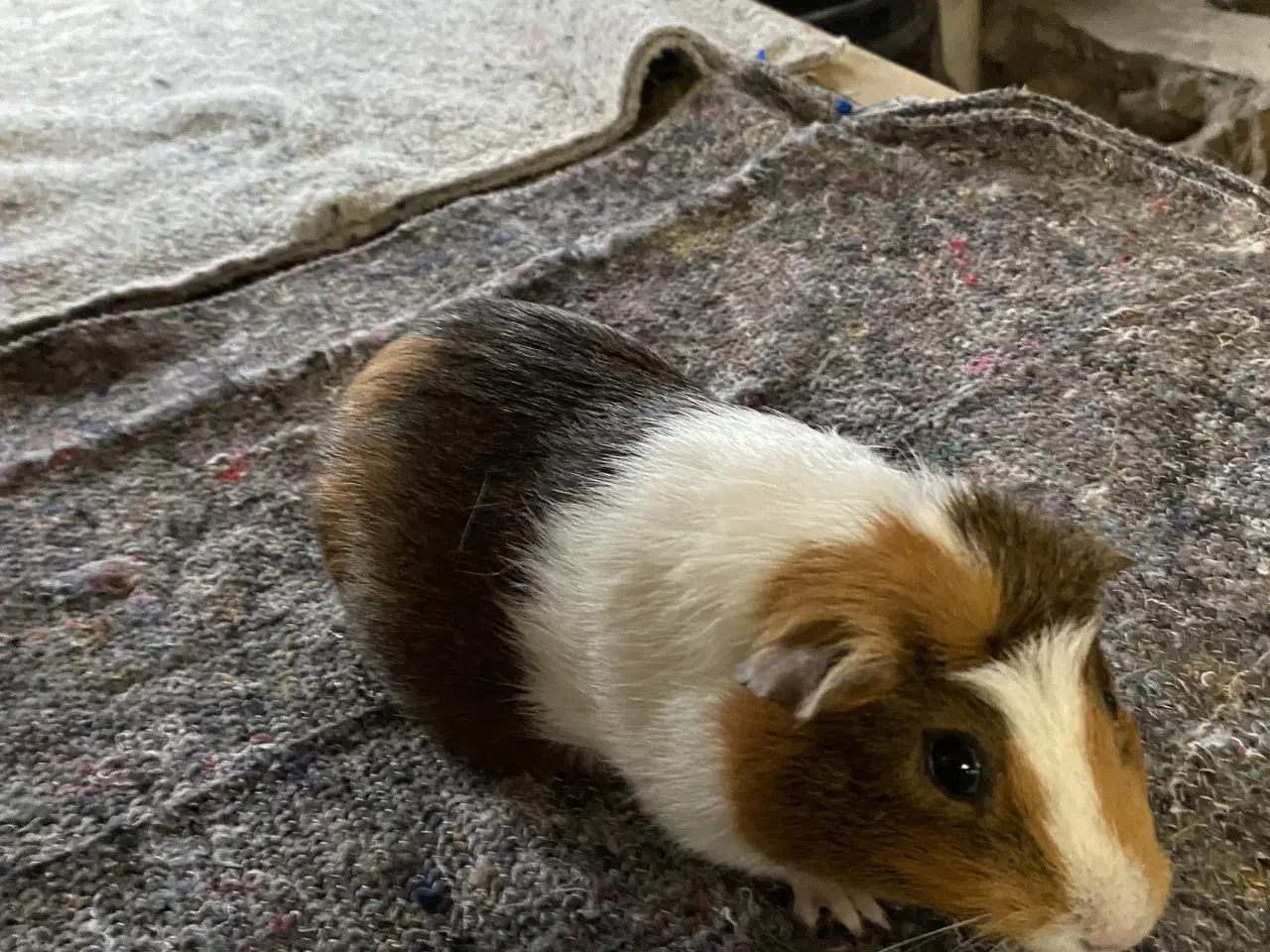 Billede 1 - Marsvine hunner sælges