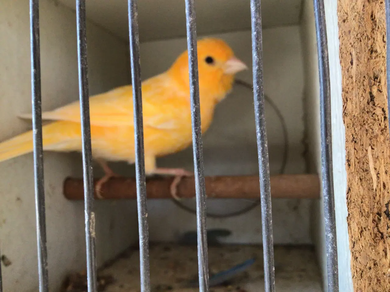 Billede 4 - Kanariefugle unger