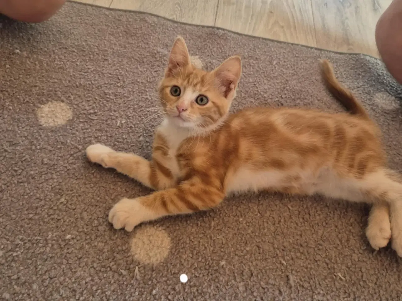 Billede 13 - Maine coon blanding 