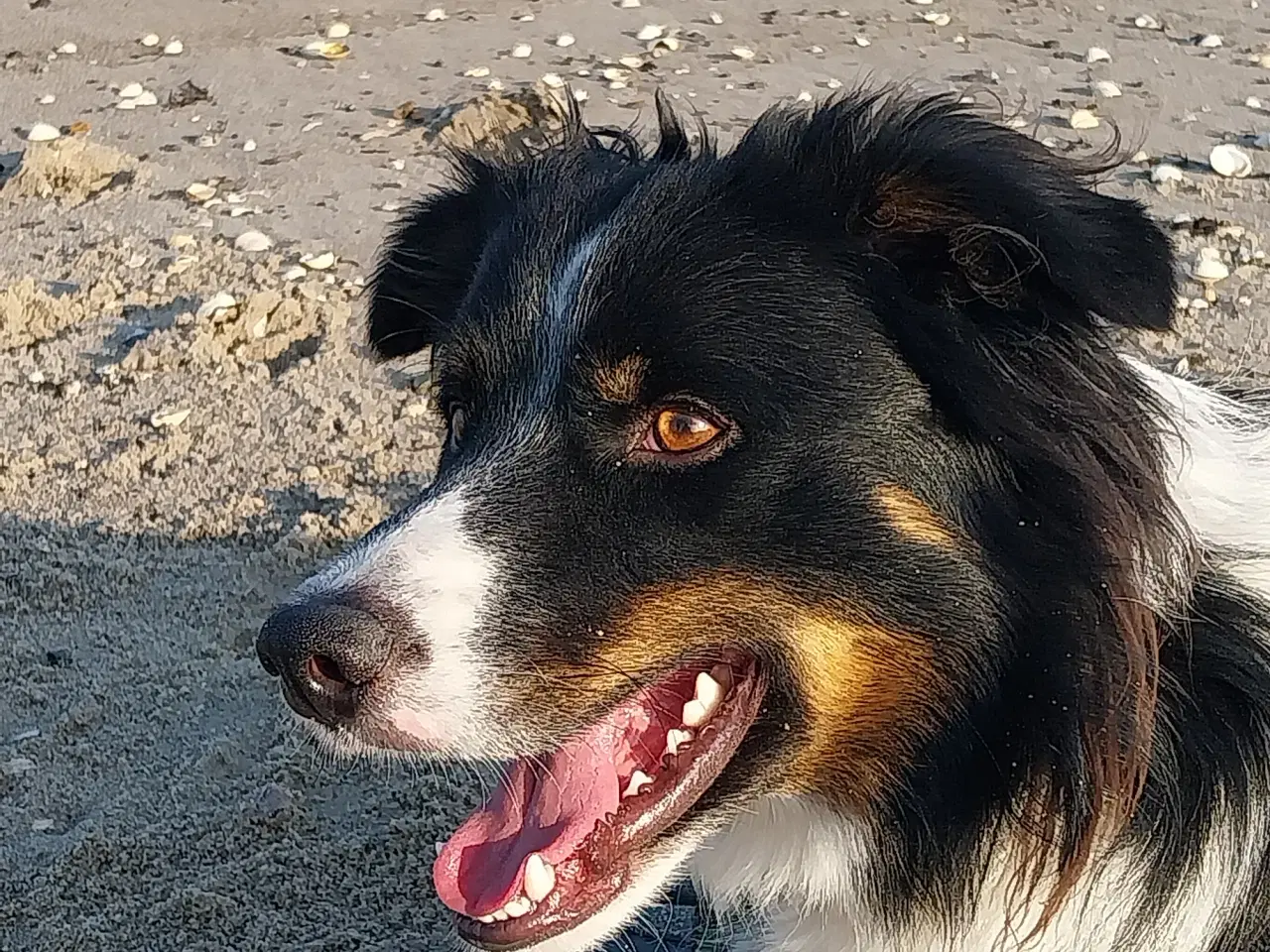Billede 1 -  border collie 2 år 