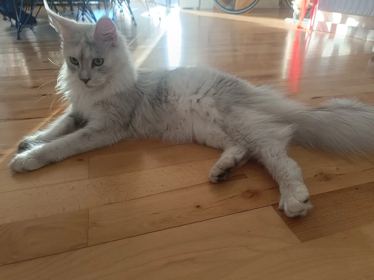 Billede 2 - Maine coon pige