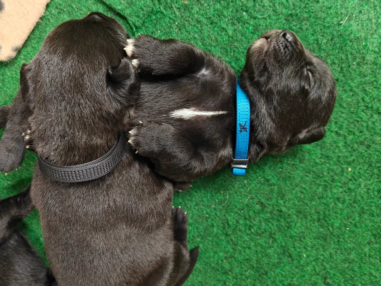 Billede 3 - Labrador hvalpe 