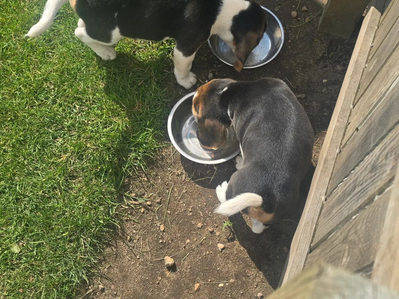 Billede 10 - Beagle tricolor