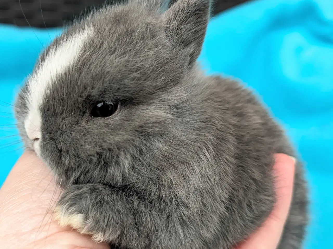 Billede 2 - Hermelin kaninunge sælges 