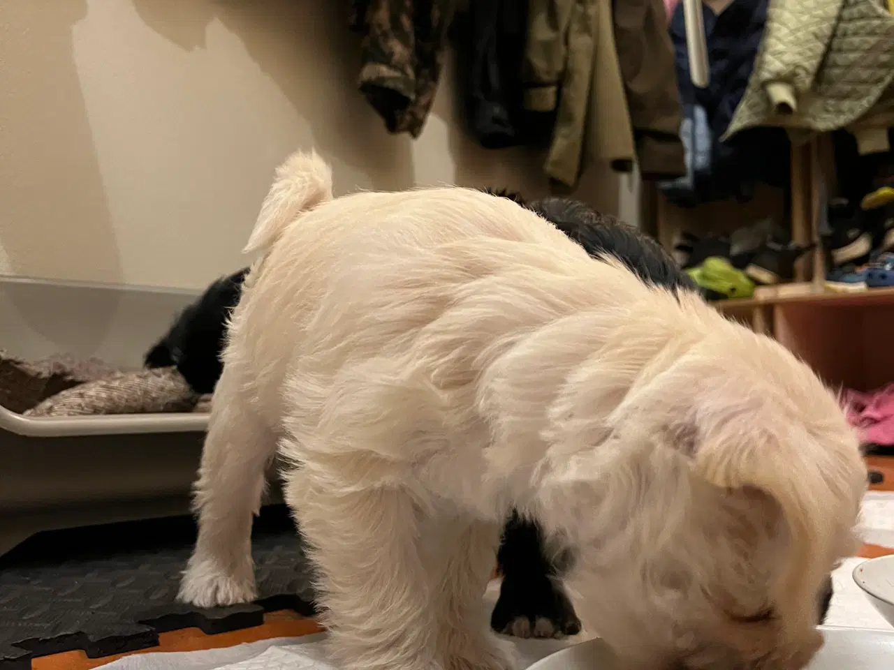 Billede 4 - Bichon Havanais/Jack Russel x Schnauzer tæve (gade