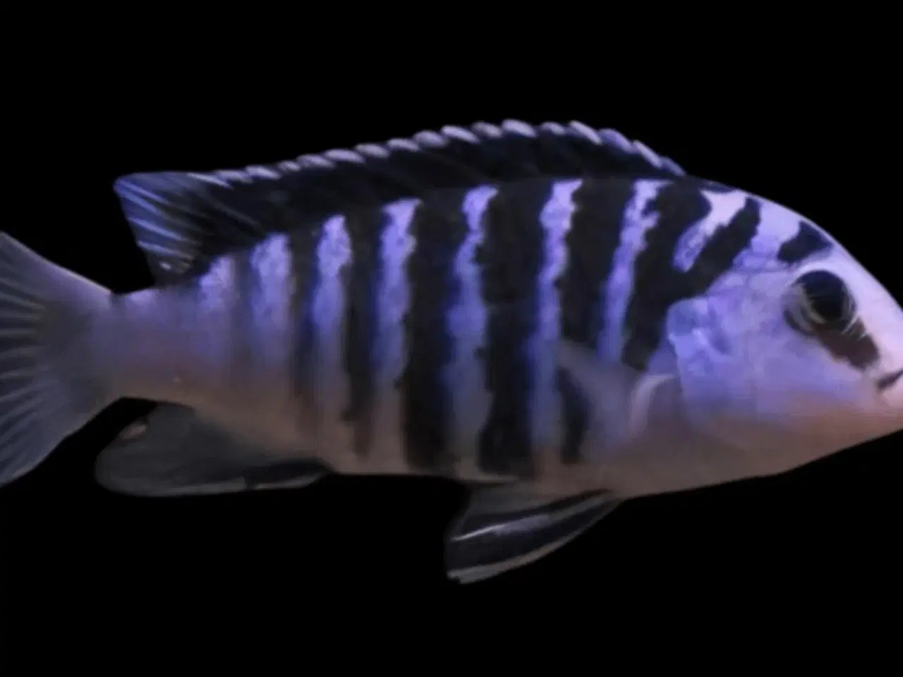 Billede 5 - Ynglegruppe F1 super flotte Labidochromis Chisumul
