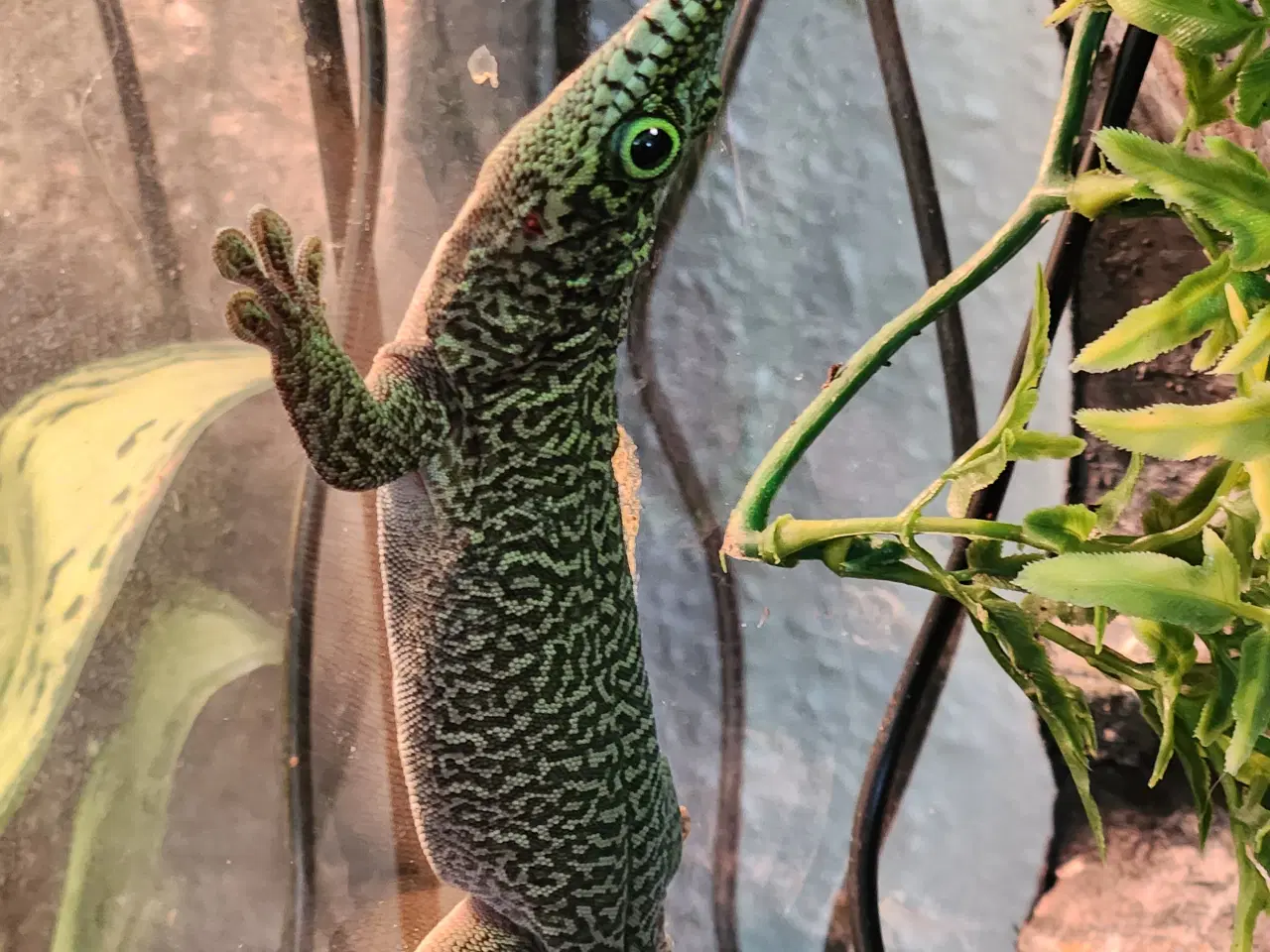 Billede 2 - Standing's day gecko, (Phelsuma standingi)