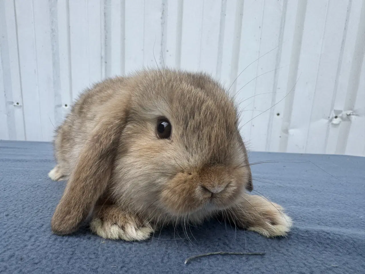 Billede 6 - Mini lop hankanin