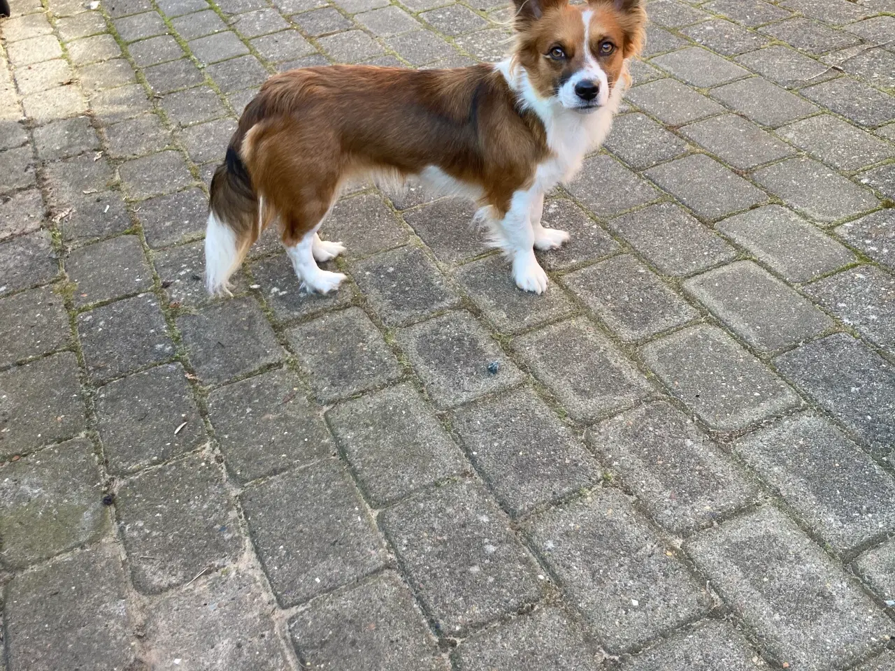 Billede 1 - Corgi terrier