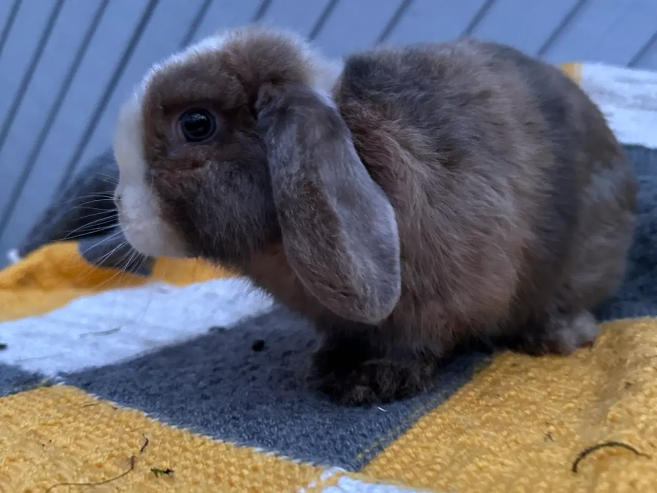 Billede 1 - mini Lop dreng 