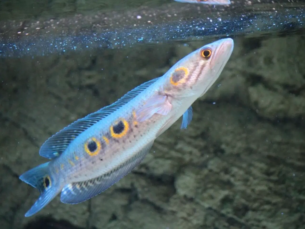 Billede 3 - Channa pleurophthalma 2 stk. 