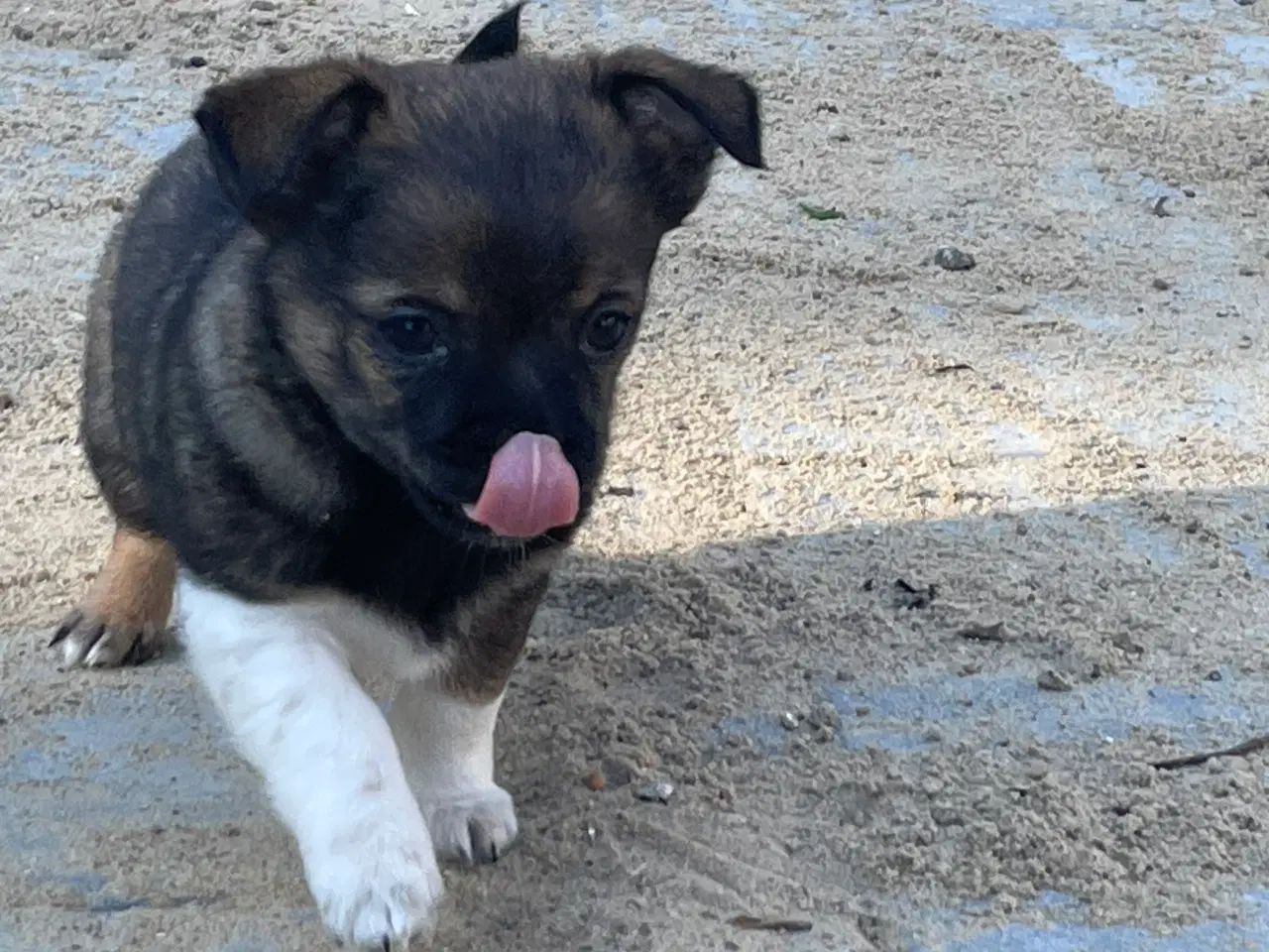 Billede 3 - Chihuahua hvalpe