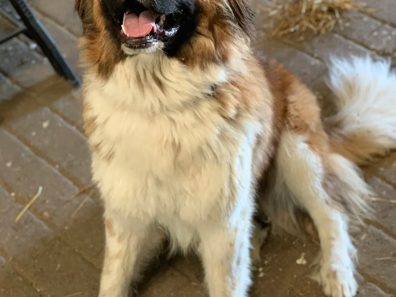 Billede 2 - 🐾 Boris søger nyt, kærligt hjem 🐾