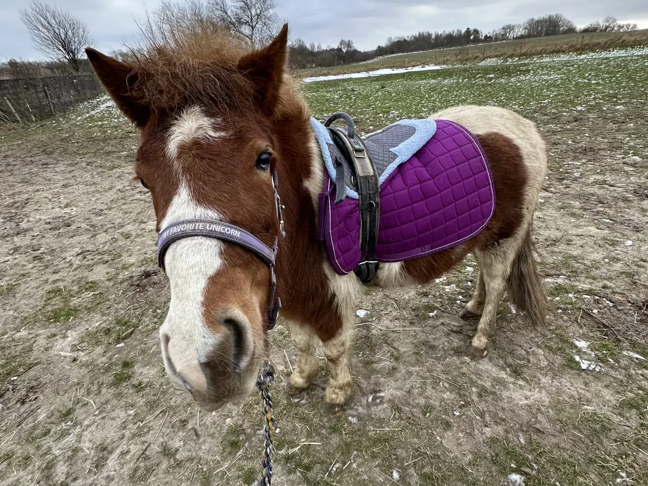 Billede 5 - Super sød shetlands hoppe på snart 3 år