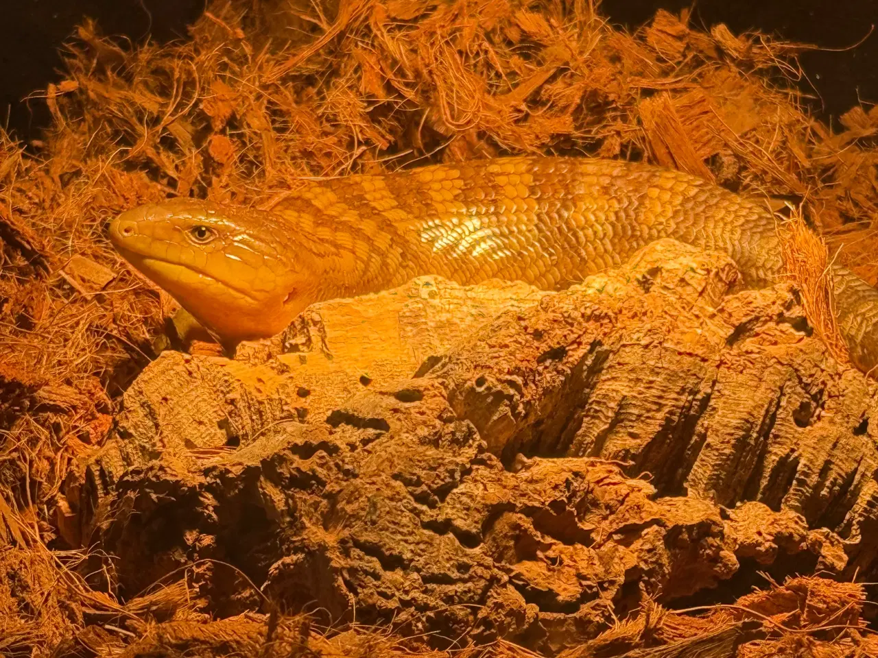 Billede 1 - Blåtunget skink unge
