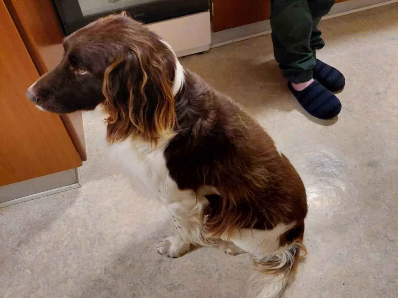 Billede 5 - Kleiner Münsterländer og Springer Spaniel hvalpe