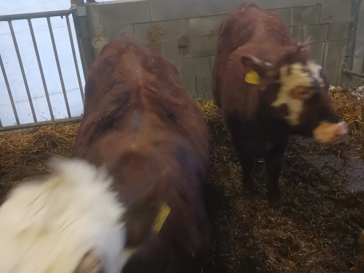 Billede 2 - 4 hereford x 