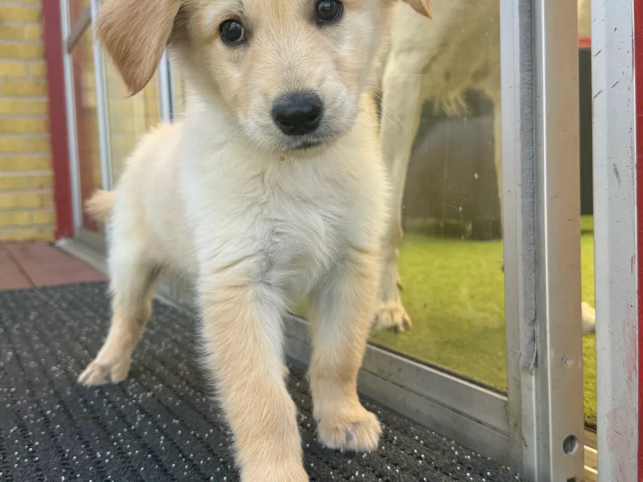 Billede 2 - Golden Retriever x Hvid Schæfer – Kun 2 tilbage 
