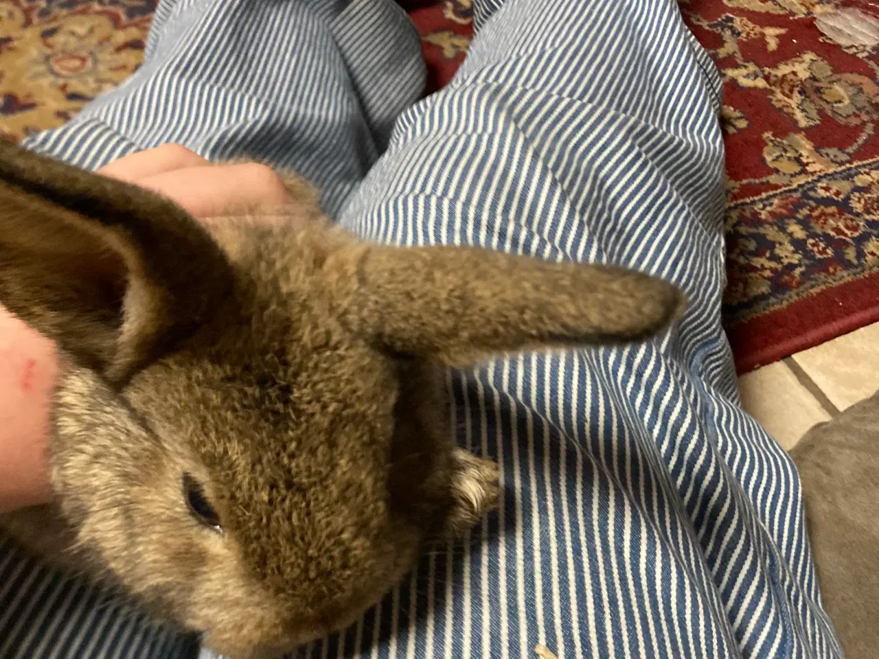 Billede 2 - Kaninunger søger nyt hjem