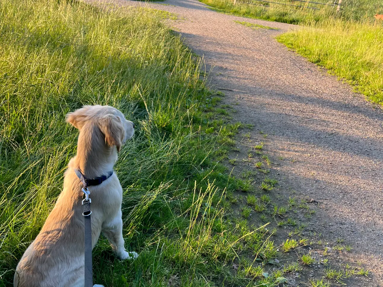 Billede 2 - Golden retriever hanhund