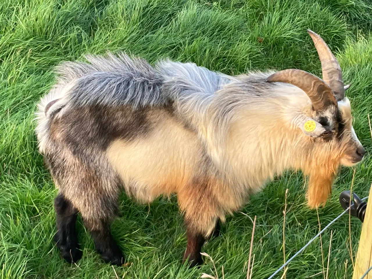 Billede 1 - Til salg 2 gedebokke