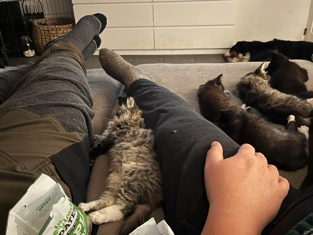 Billede 7 - Han-killing Maine Coon-blanding