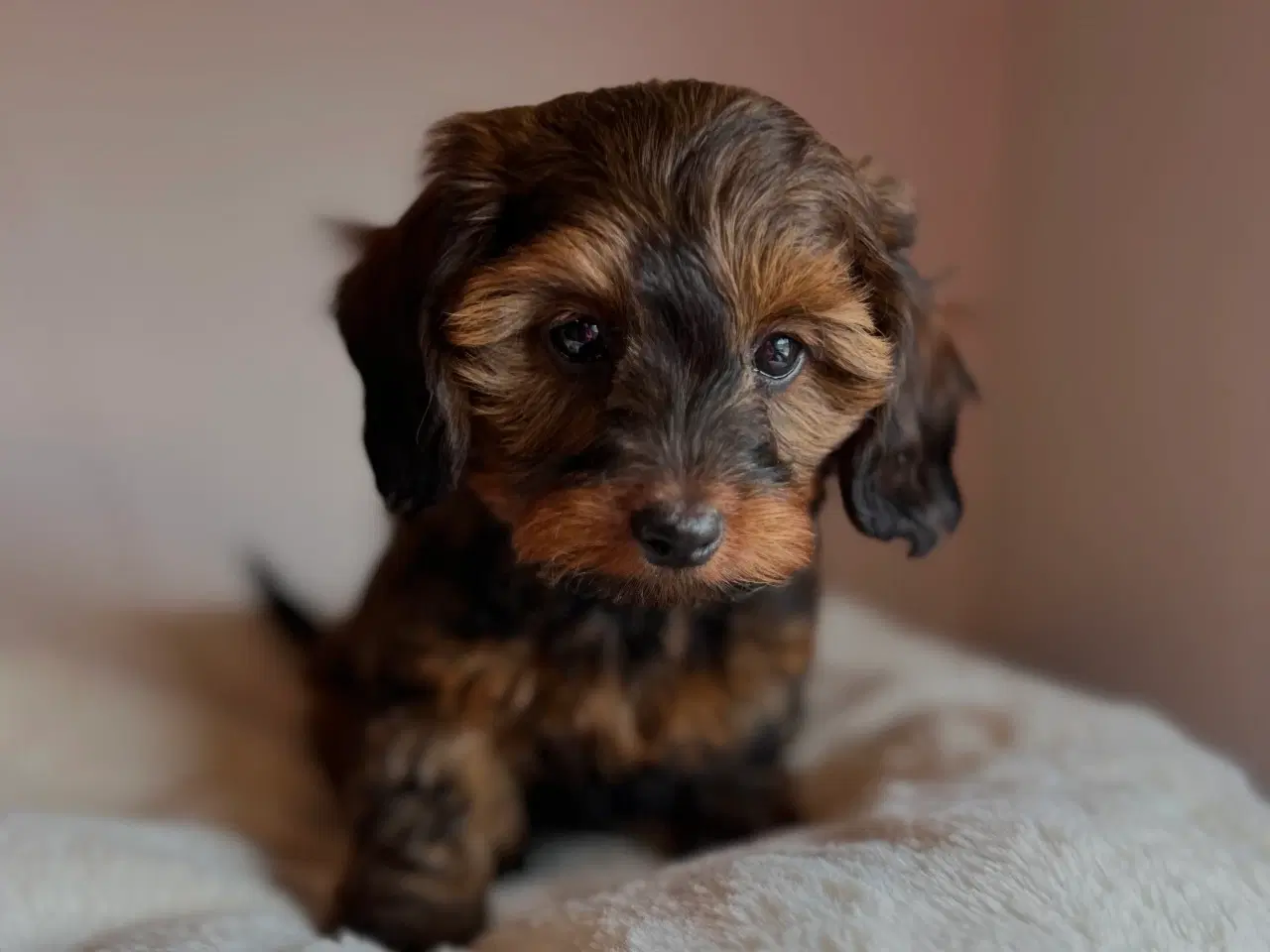 Billede 3 - Doxiepoo