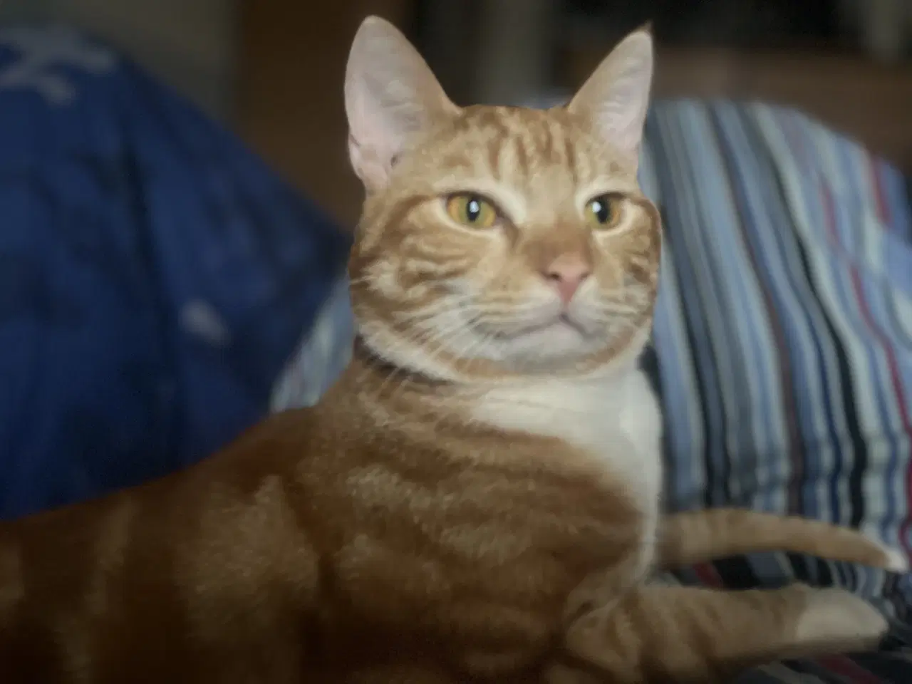 Billede 1 - Dejlige indendørskillinger -Afdrag muligt