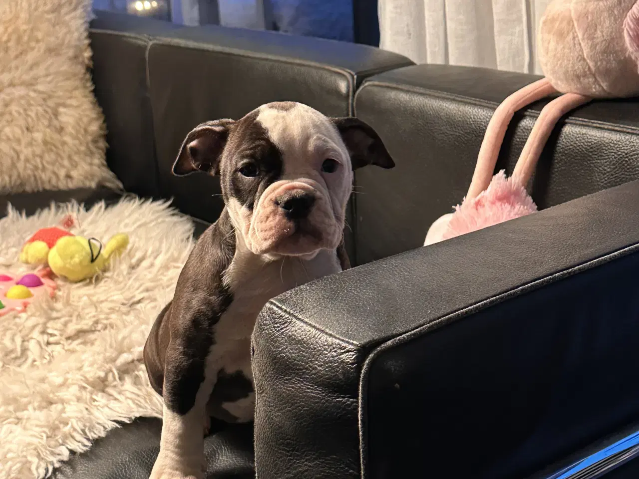 Billede 5 - Old english bulldog